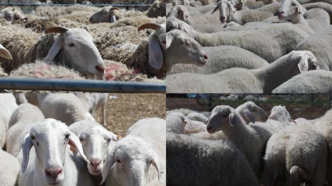 卖羊 羊市交易 牲畜市场 羊群 羊脸特写