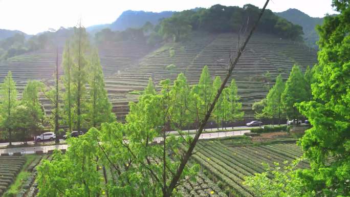 4k航拍梅坞村 龙井茶