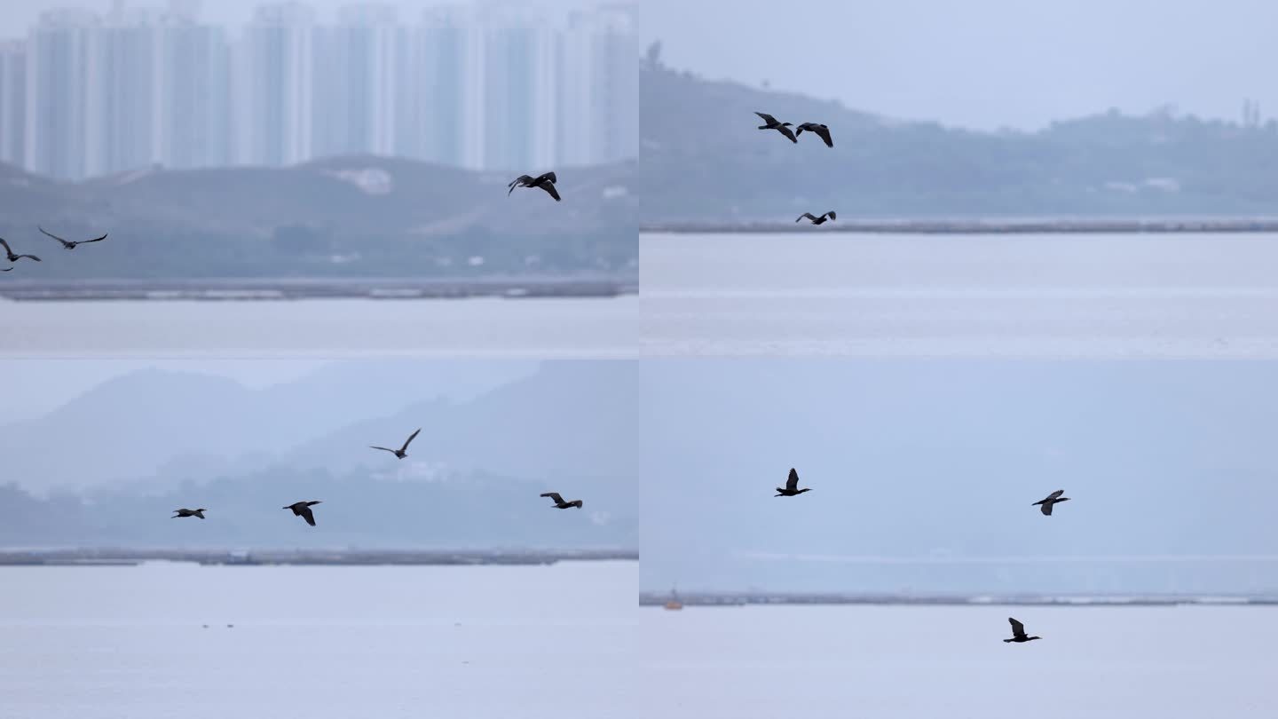 深圳湾飞翔的鸬鹚