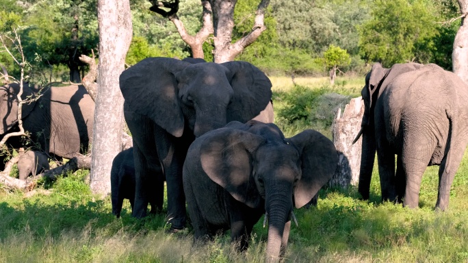 一群大象在平原上吃草