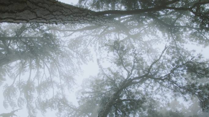 雾气 森林 迷幻