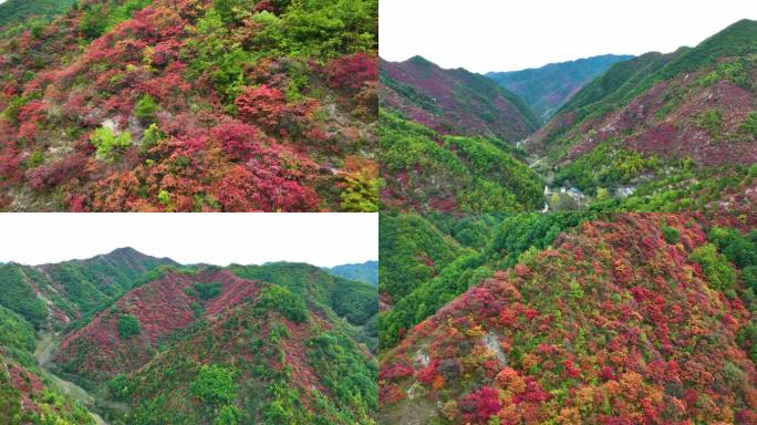 满山红叶震撼航拍群山2