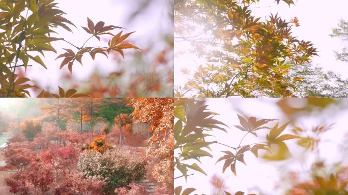 秋季枫叶唯美