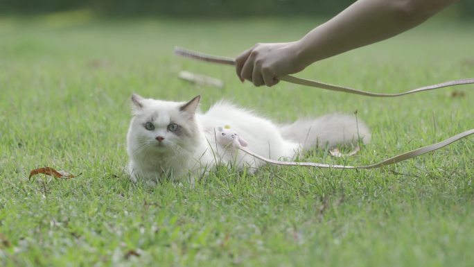 猫咪在草地上玩耍