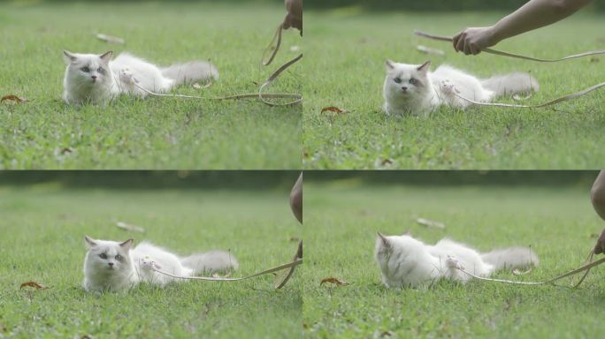 猫咪在草地上玩耍