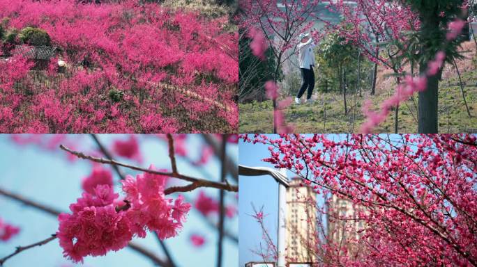 中国红樱花 大红色樱花 樱花园 特写4K