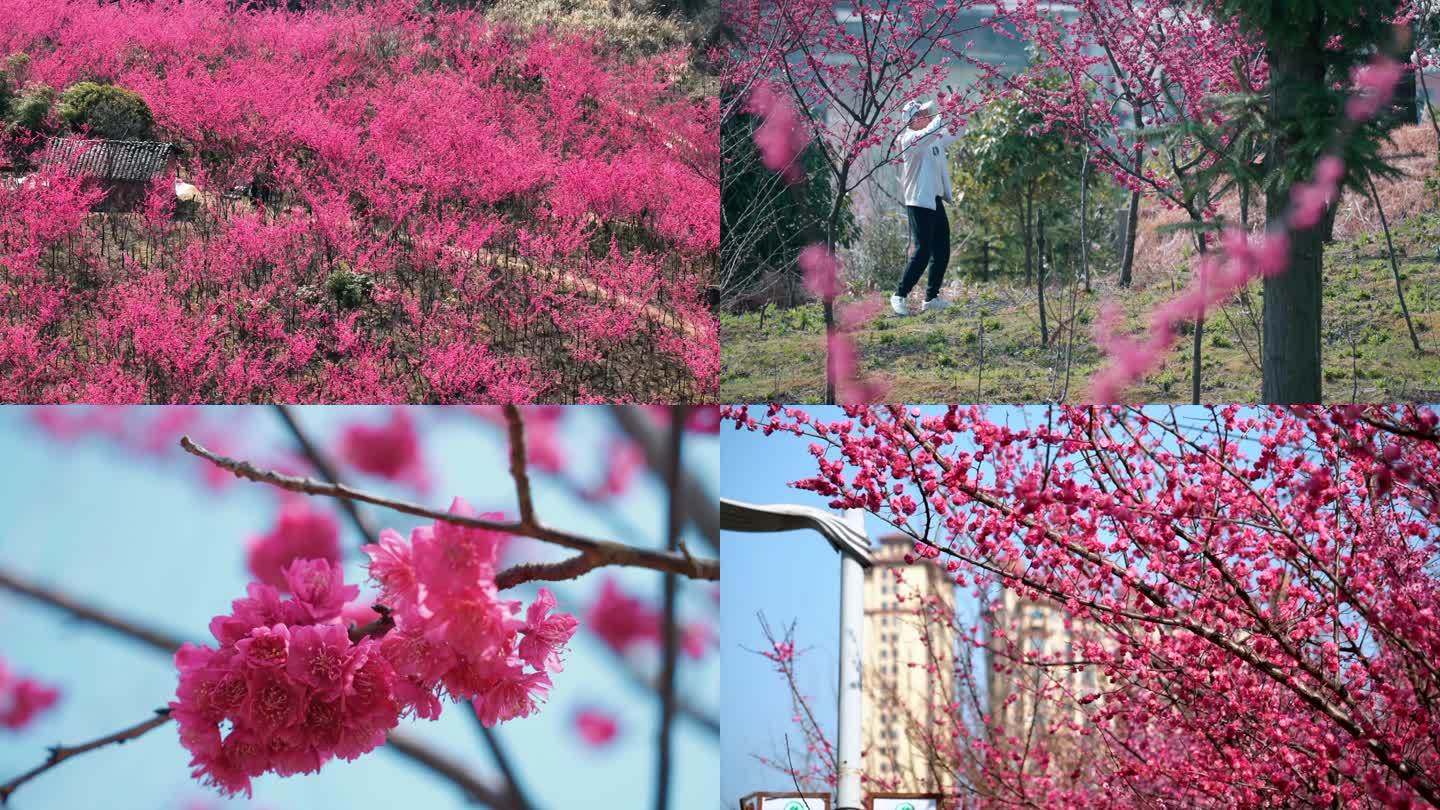 中国红樱花 大红色樱花 樱花园 特写4K