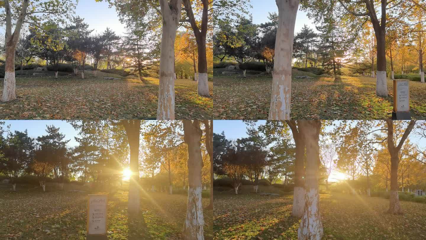 阳光 树林 秋天 落叶