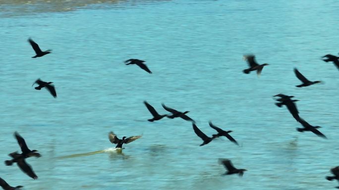 河边的白鹳黑鹳和鱼鹰航拍空镜8