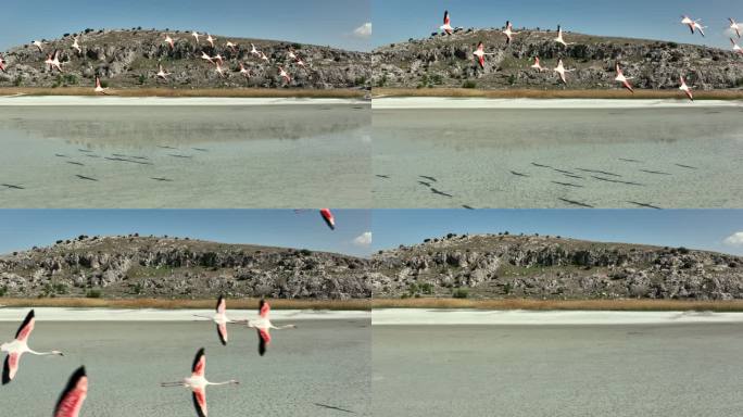 火烈鸟飞越湖面的慢动作视频