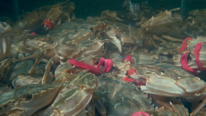 海鲜 螃蟹 超市 春节 年货