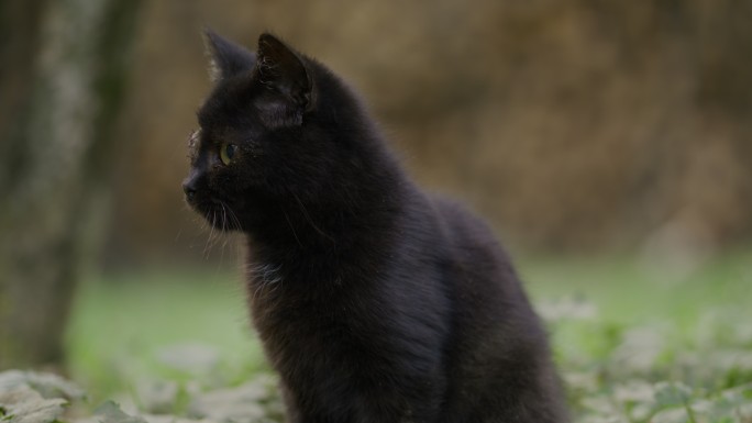 独眼黑猫摇头抓耳朵