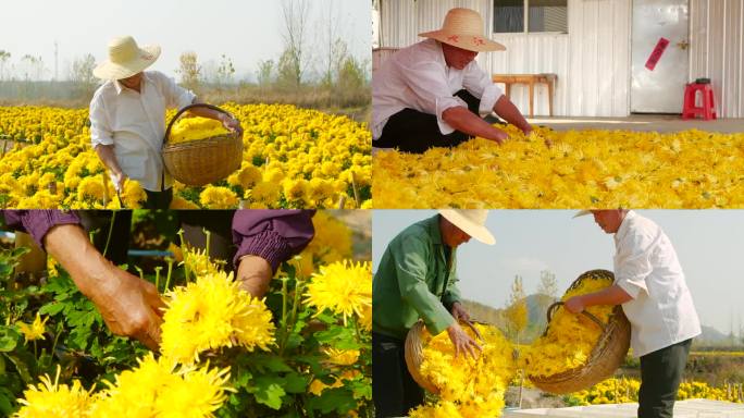 金丝皇菊