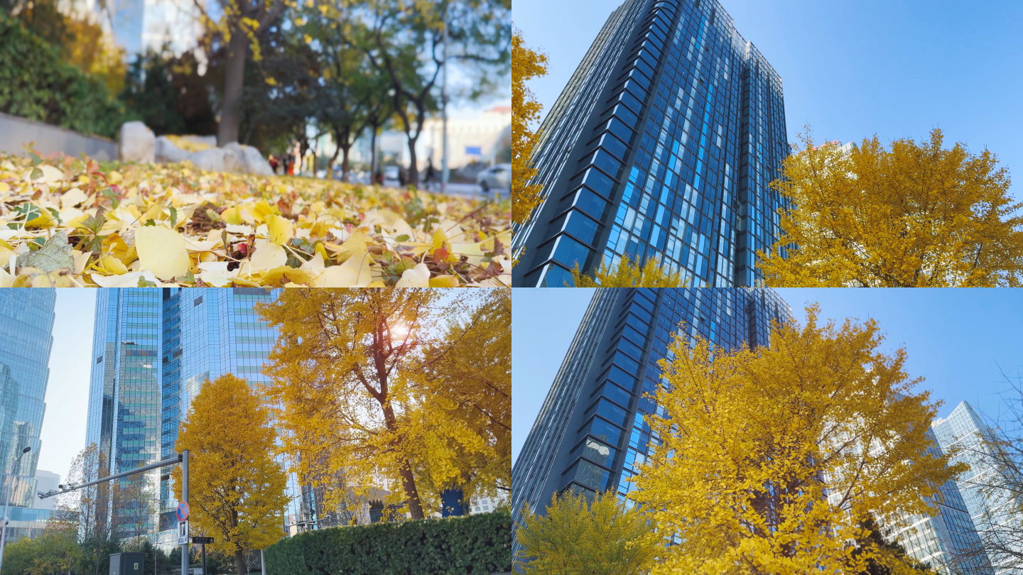 秋季北京街道景色