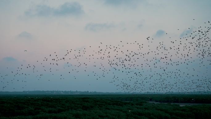 湿地鸟浪-慢镜头