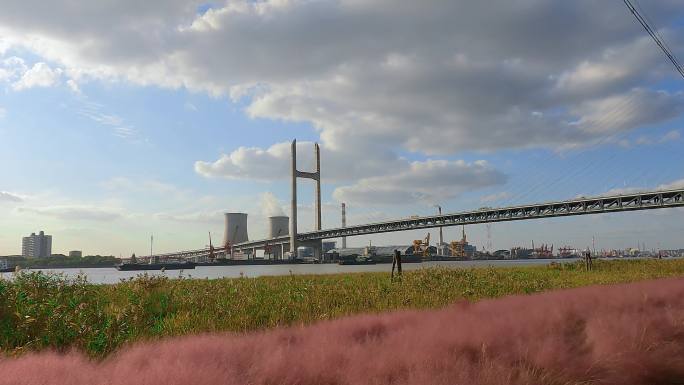 上海闵浦大桥和粉黛乱子草