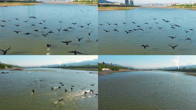 河边白鹳黑鹳鱼鹰飞行姿态慢镜头航拍空镜