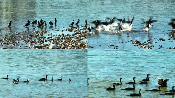 河边的白鹳黑鹳和鱼鹰航拍空镜7