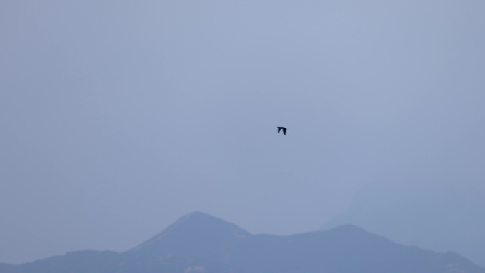 深圳湾飞翔的鸬鹚、飞行的小鸟