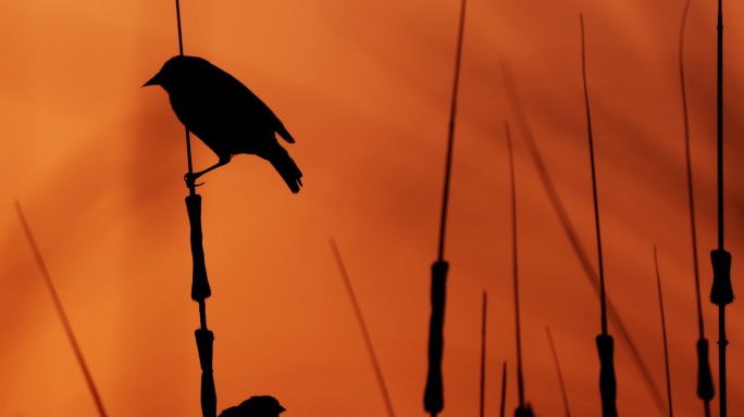 雌性红翅黑鸟，西得克萨斯州：日落