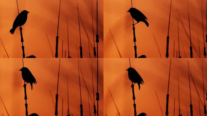 雌性红翅黑鸟，西得克萨斯州：日落
