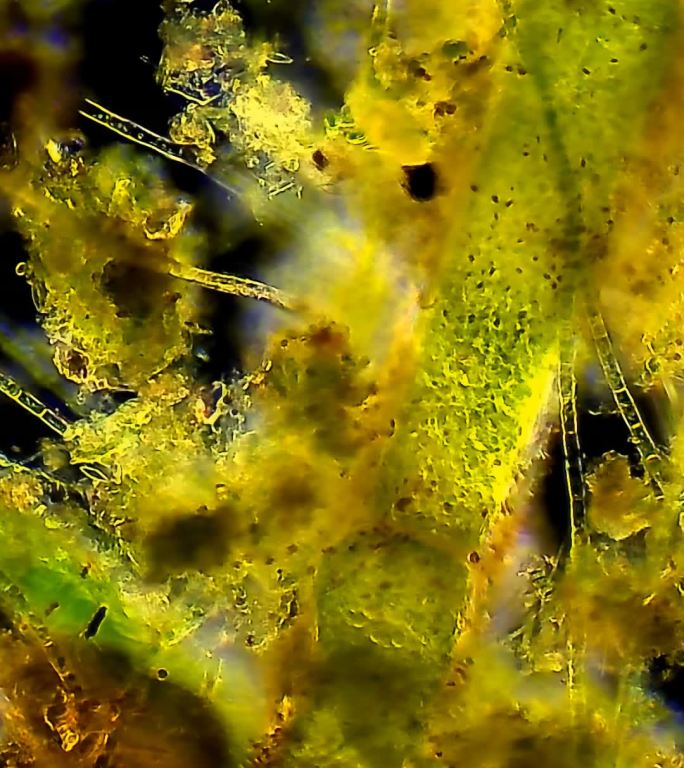 藻类群落中游动的微生物