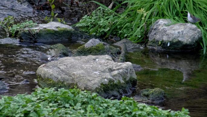 傍晚湿地公园生态 活蹦乱跳的小鱼小鸟流水