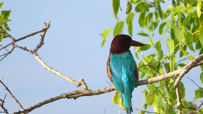 斯里兰卡白喉翠鸟捕鱼鸟类蓝色的翅膀停在树