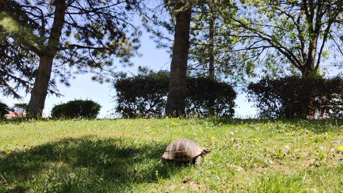 乌龟陆龟草地爬行