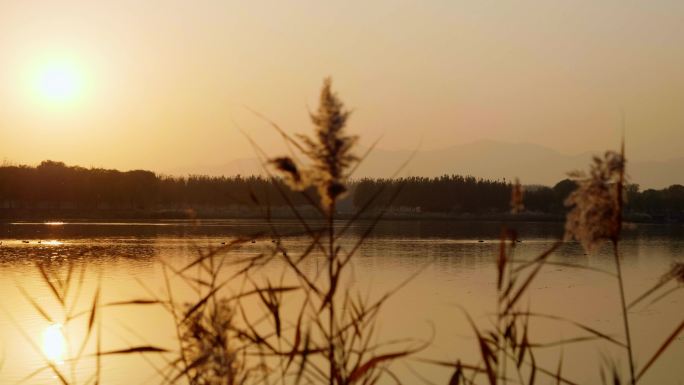 黄昏-夕阳下金黄色的湖面