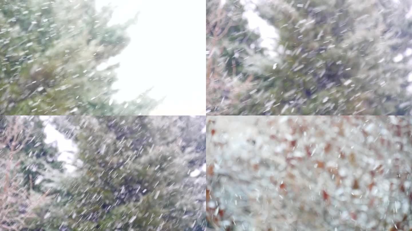 这一片雪景太美了｜“雪乡”鹅毛大雪下了5厘米厚__凤凰网