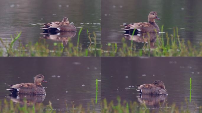 一个多云的春天早晨，雄性鸟加德沃尔（Mareca strepera）在湖中游泳。