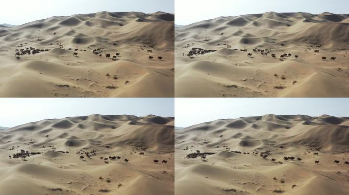 沙漠中转场的骆驼