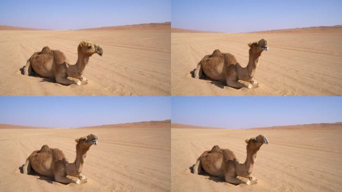 远景：骆驼躺在沙漠中的沙子上