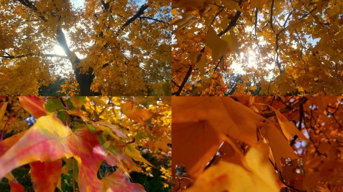 实拍秋天唯美古树秋叶素材
