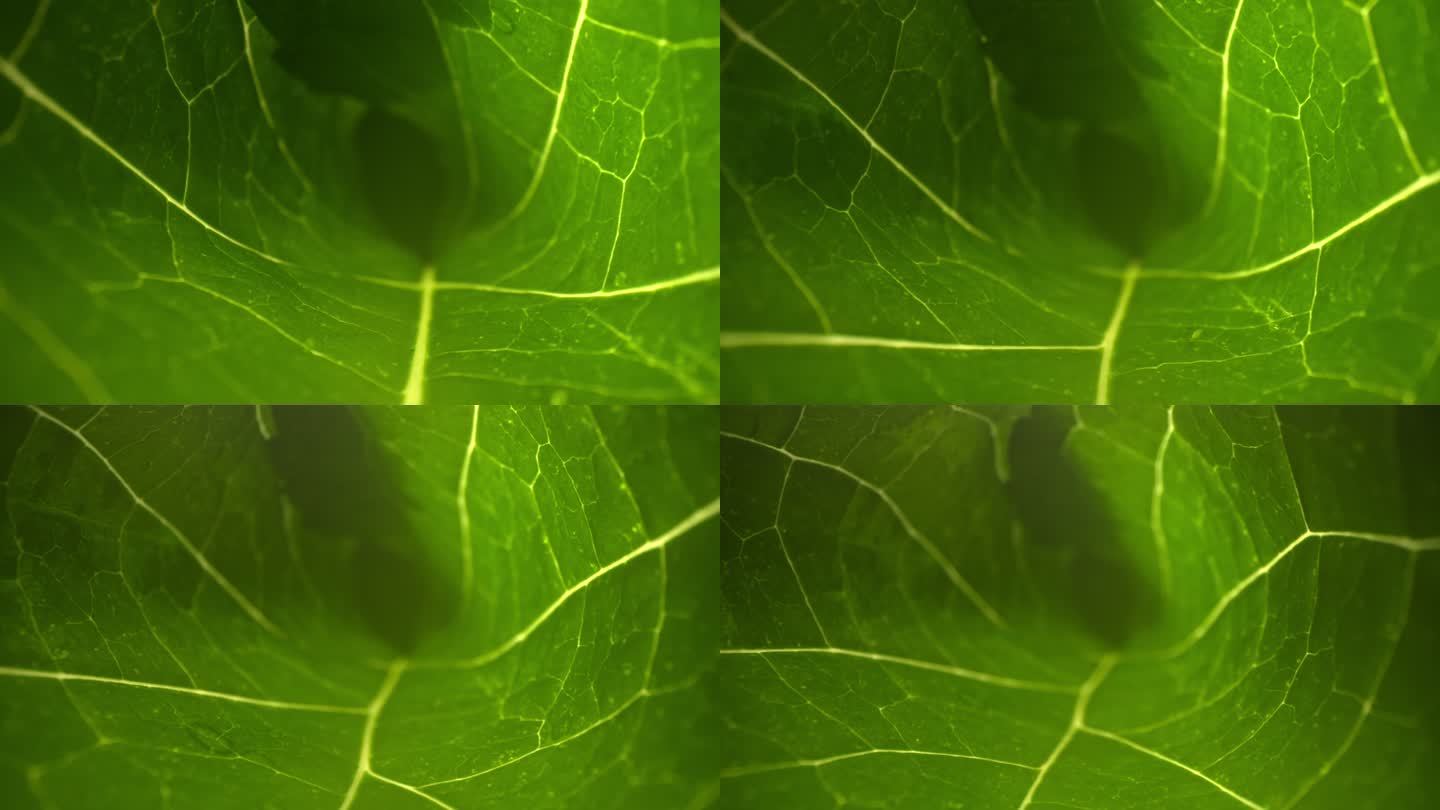 微距拍摄近焦绿叶冬瓜叶夏天的味道叶子通道
