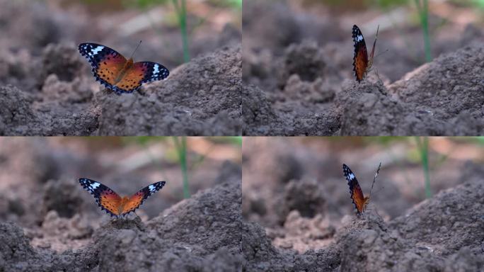 扇动翅膀的蝴蝶