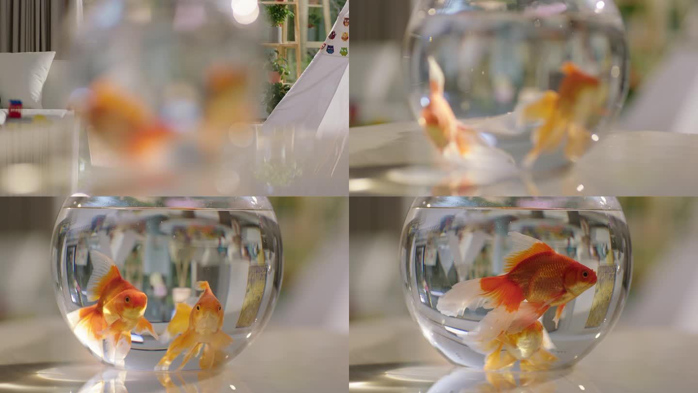 阿莱ARRI 4K玻璃鱼缸里金鱼游动