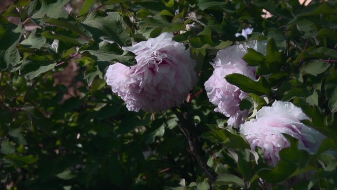 花朵升格视频隐藏在绿叶里粉红色牡丹花