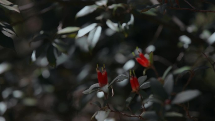 杜鹃花视频云南山区红色杜鹃花