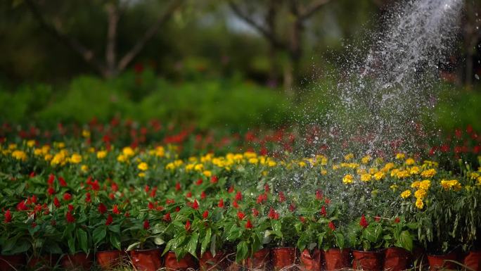 园林绿化工程-宿根花卉浇灌养护