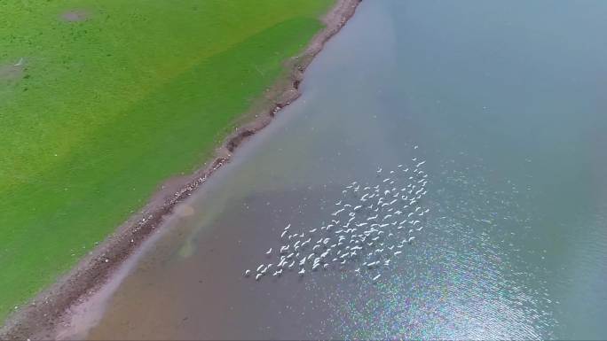 天空中一群白鹭飞舞的航拍视频