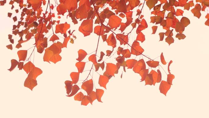 秋天的乌桕树红叶