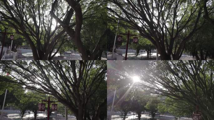 校园 树阴 阳光 透过树阴 逆光 片头
