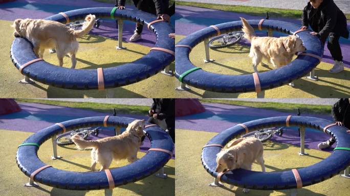 小男孩在游乐场与她的金毛猎犬共度时光