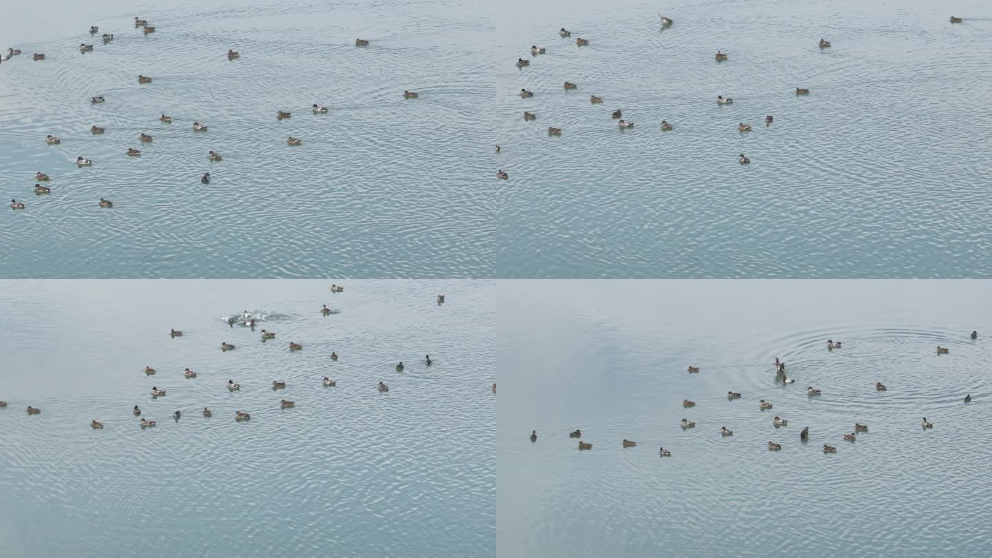 航拍汉江国家湿地公园斑嘴鸭冬候鸟自然风光