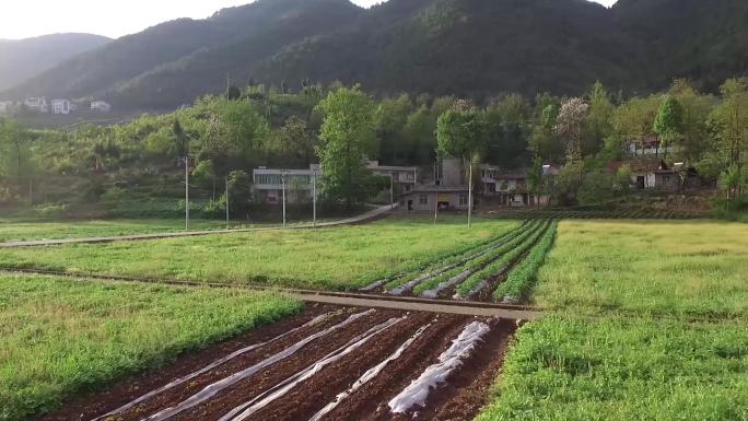 山脚下农田农业种植