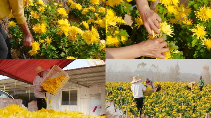 菊花种植