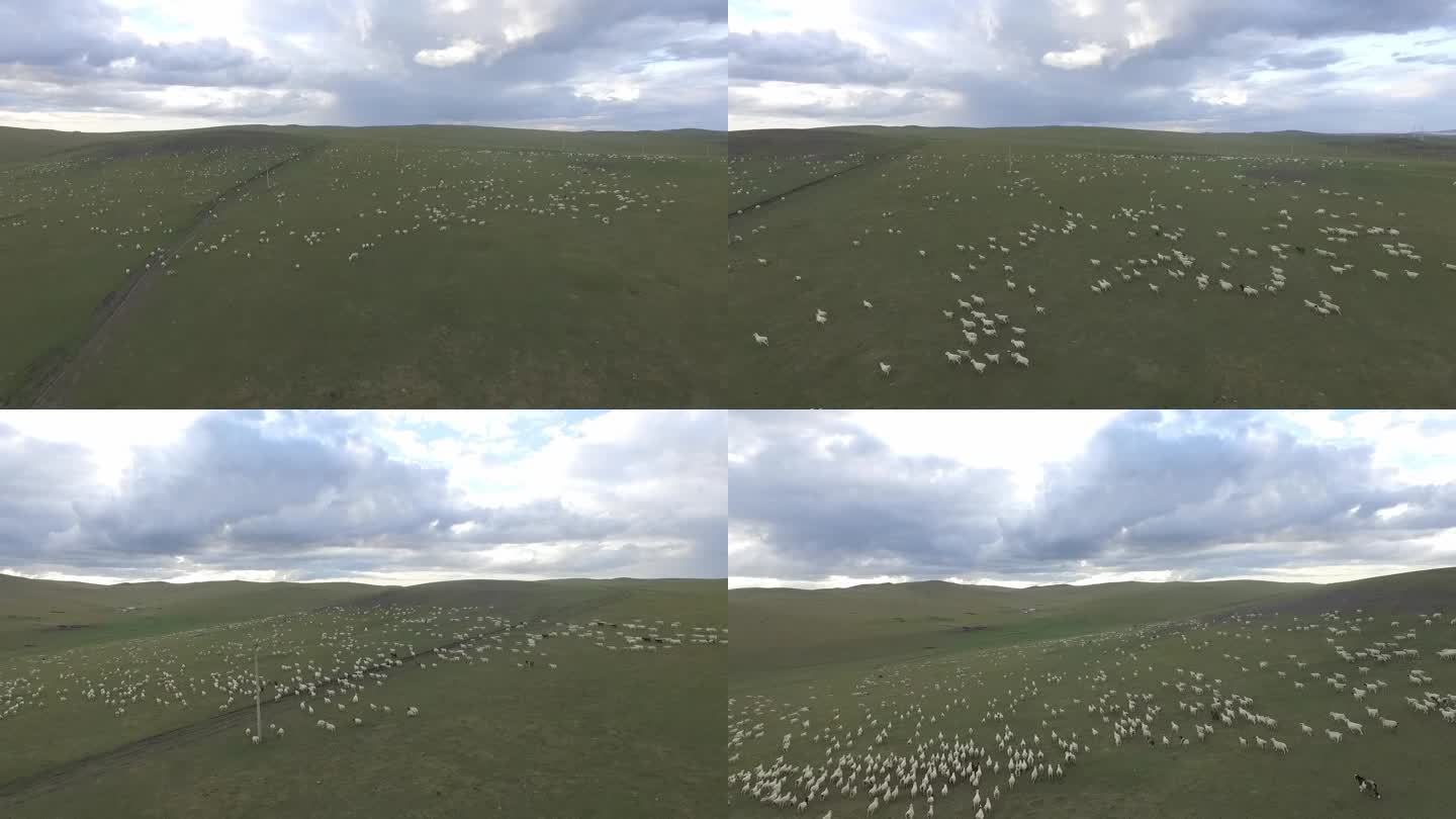 航拍草原的羊群 高清25f