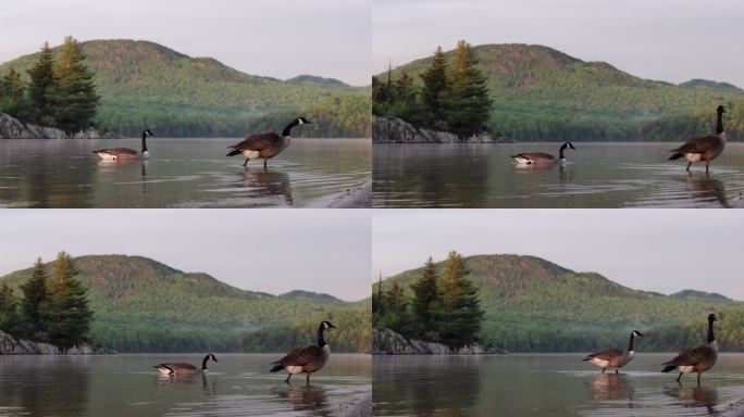落日时分，加拿大魁北克省Lac Stukely上的加拿大鹅游泳